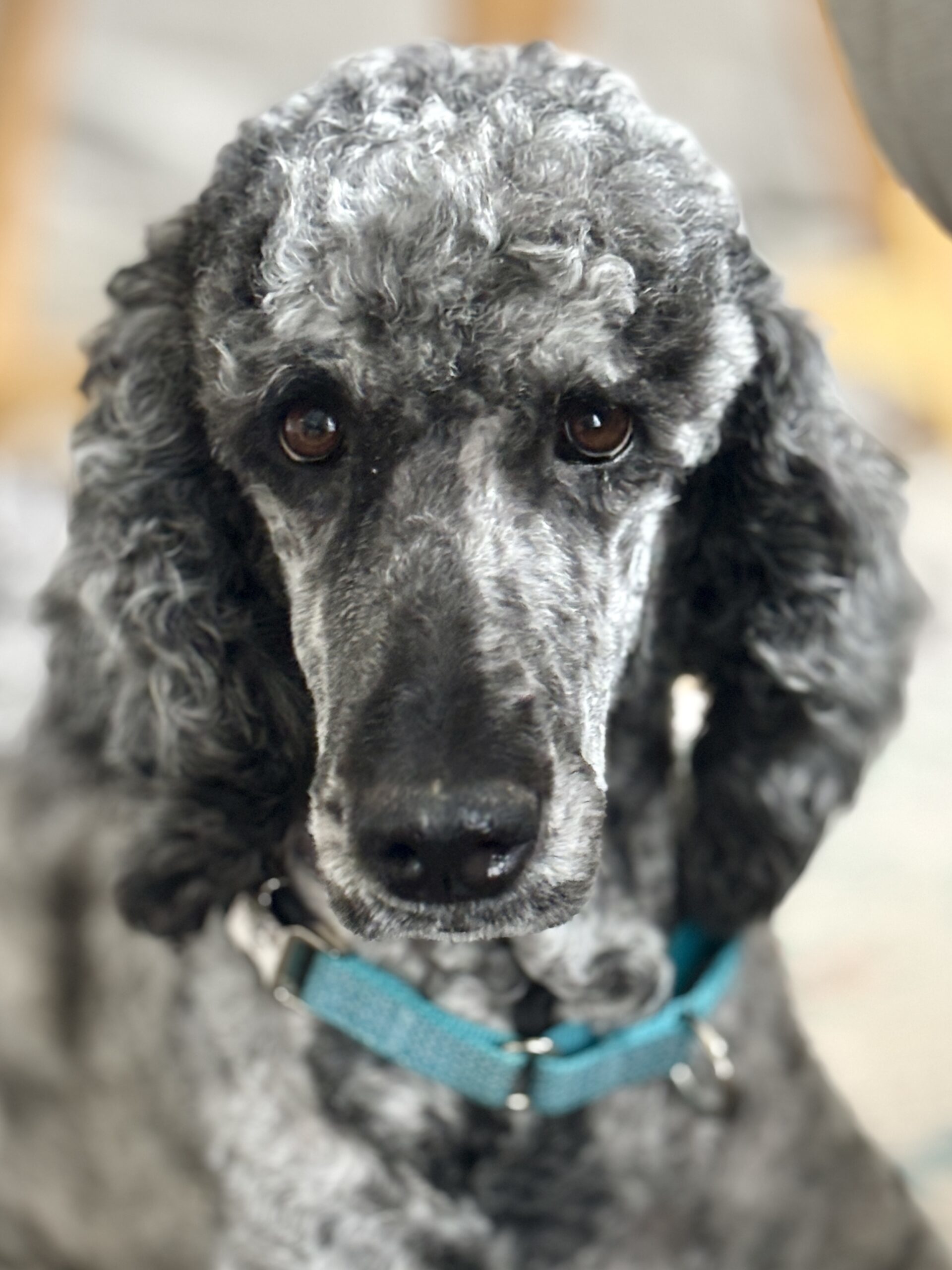 Paisley