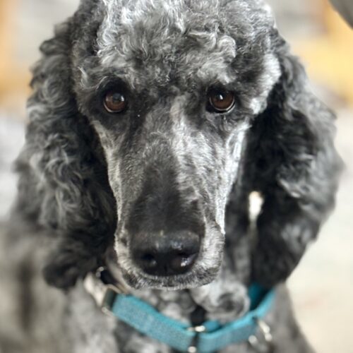Paisley