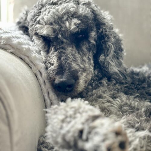 Paisley, an adoptable Standard Poodle in Bowmanville, ON, L1C 4Y8 | Photo Image 3