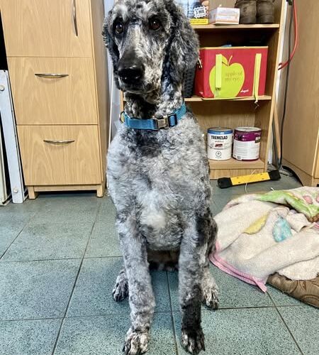 Paisley, an adoptable Standard Poodle in Bowmanville, ON, L1C 4Y8 | Photo Image 4