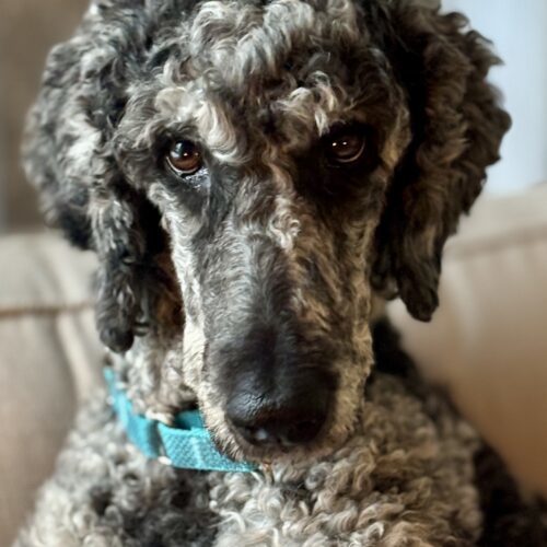 Paisley, an adoptable Standard Poodle in Bowmanville, ON, L1C 4Y8 | Photo Image 6