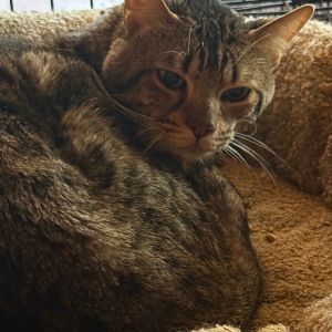 Titus, Senior Male Domestic Short Hair
