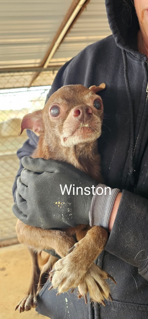 Winston