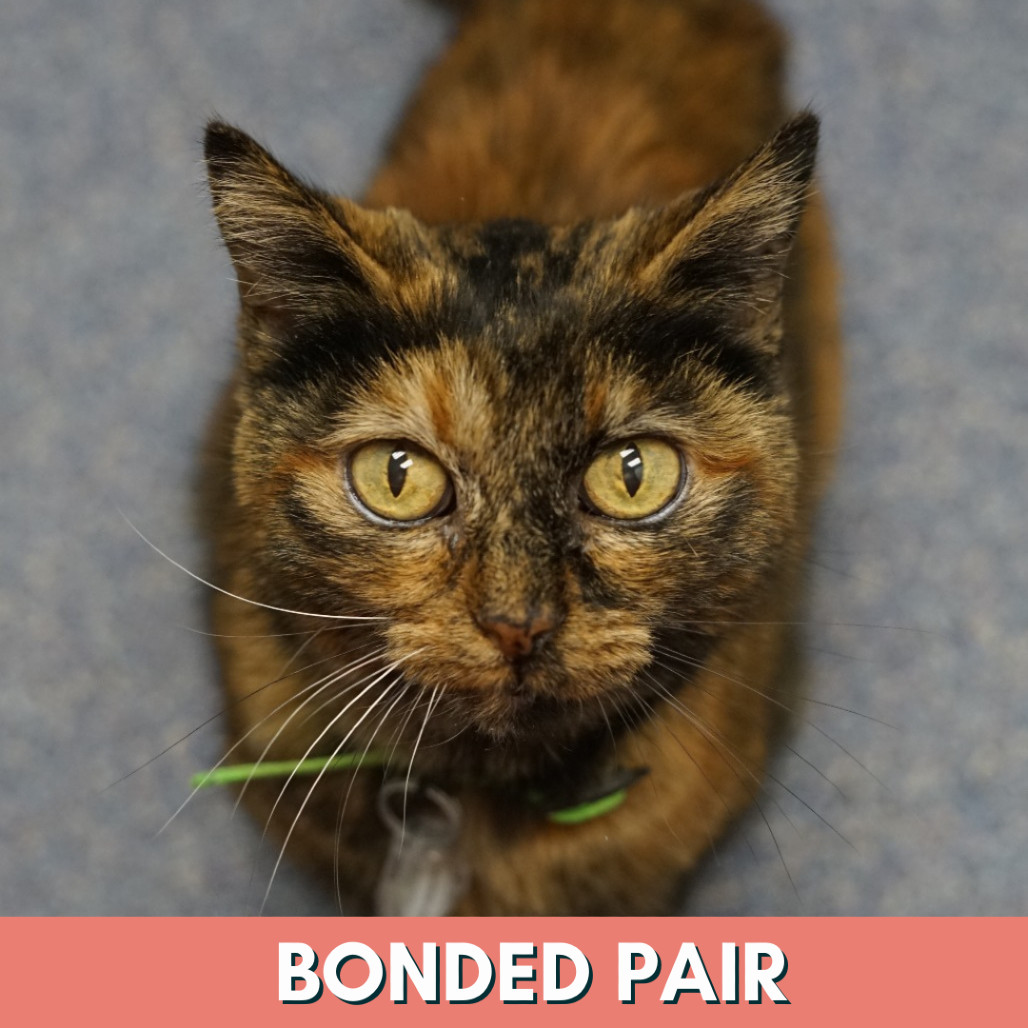 Blinkin, an adoptable Domestic Short Hair in Lakewood, CO, 80214 | Photo Image 1