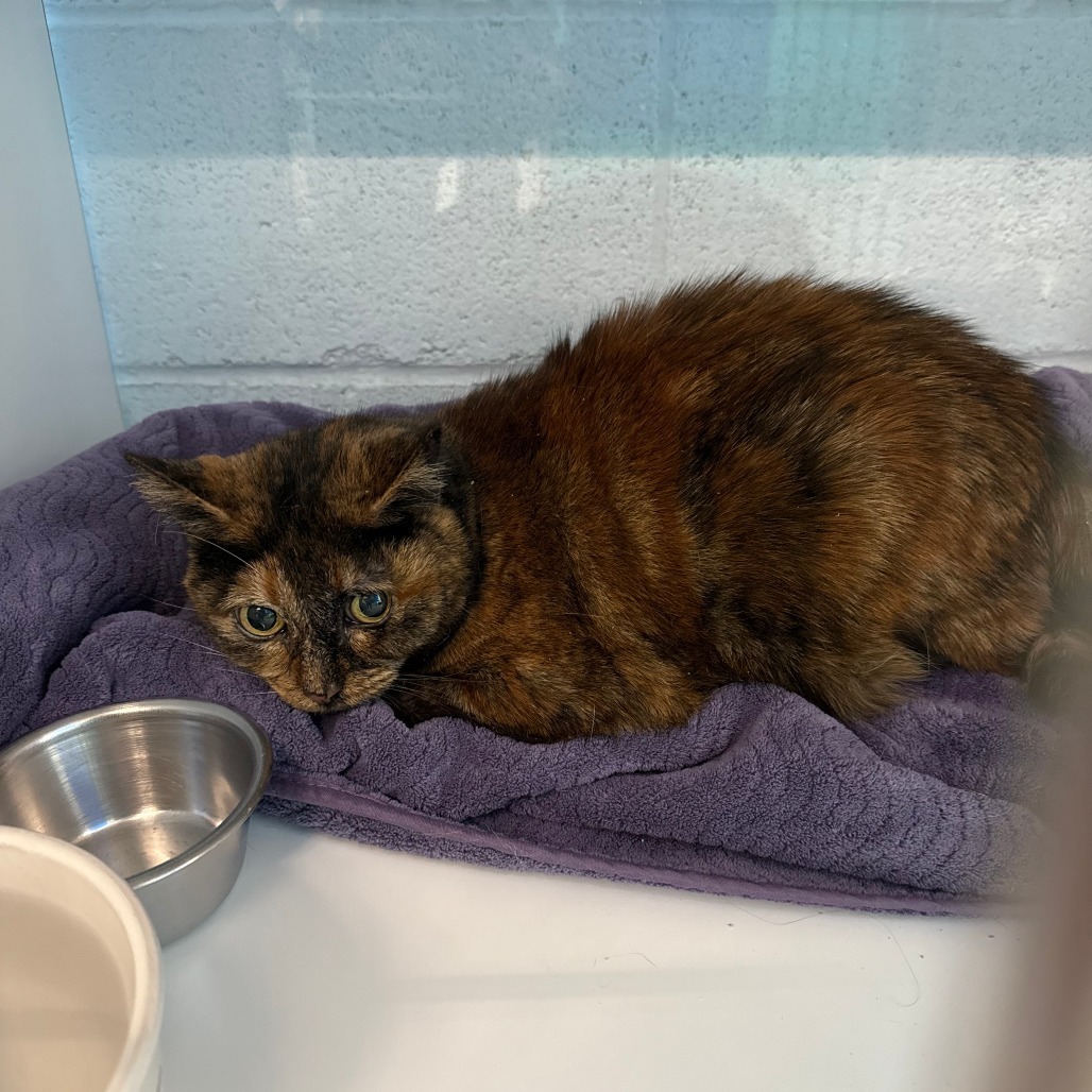 Blinkin, an adoptable Domestic Short Hair in Lakewood, CO, 80214 | Photo Image 2