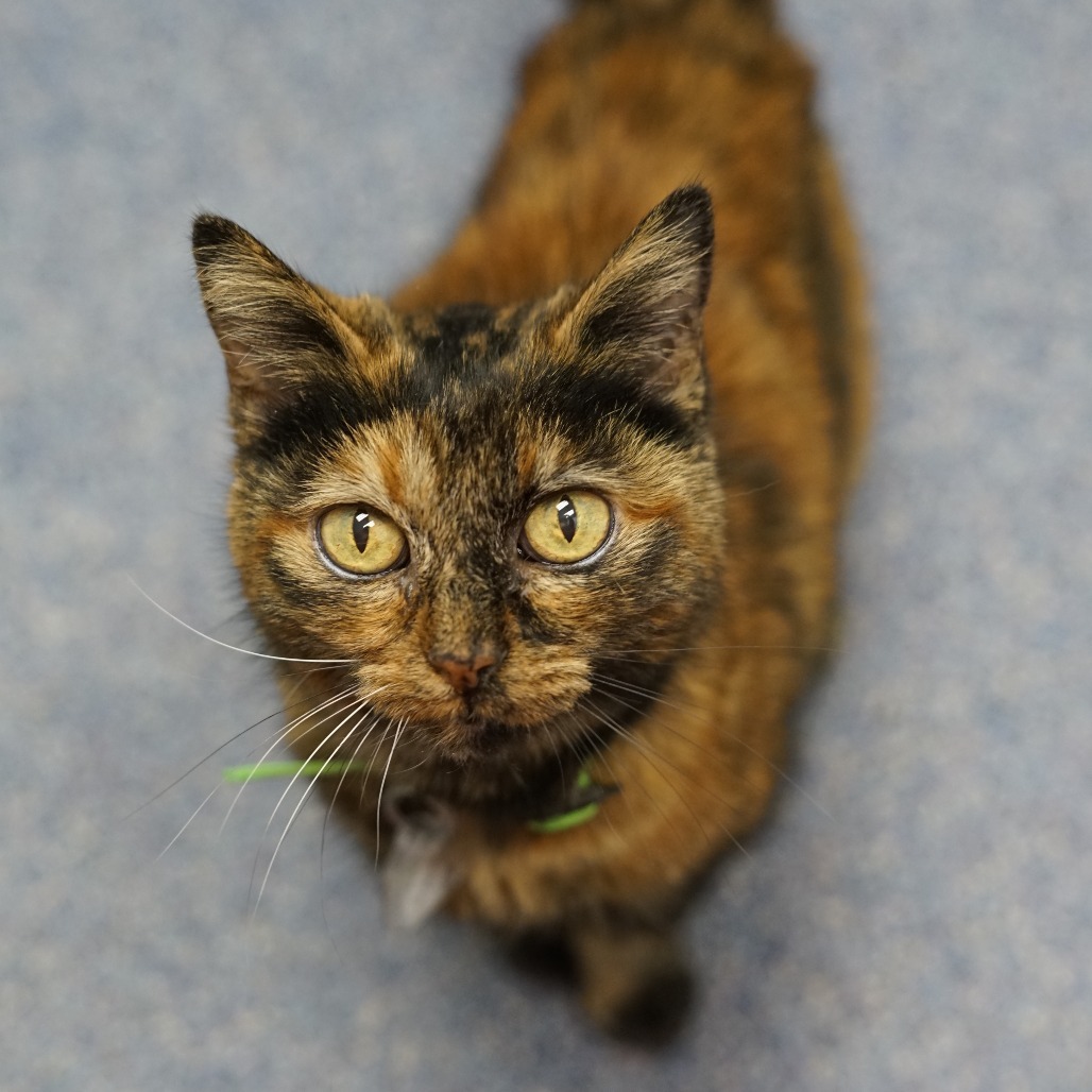 Blinkin, an adoptable Domestic Short Hair in Lakewood, CO, 80214 | Photo Image 3