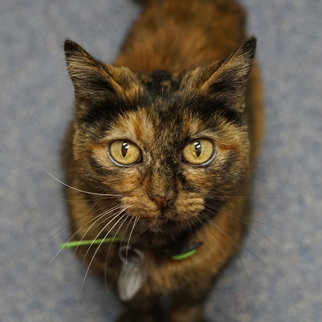 Blinkin, an adoptable Domestic Short Hair in Lakewood, CO, 80214 | Photo Image 4