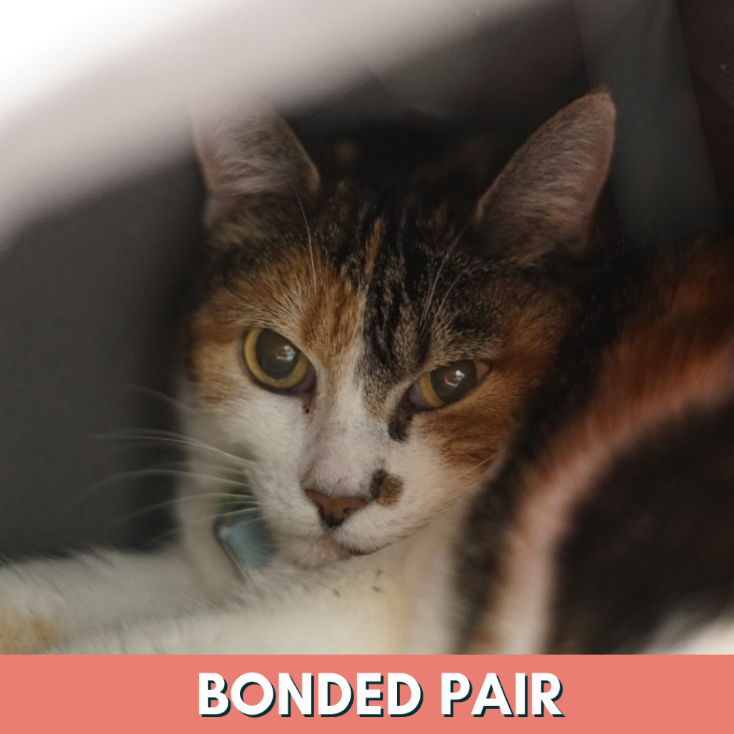 Kittybow, an adoptable Domestic Short Hair in Lakewood, CO, 80214 | Photo Image 1