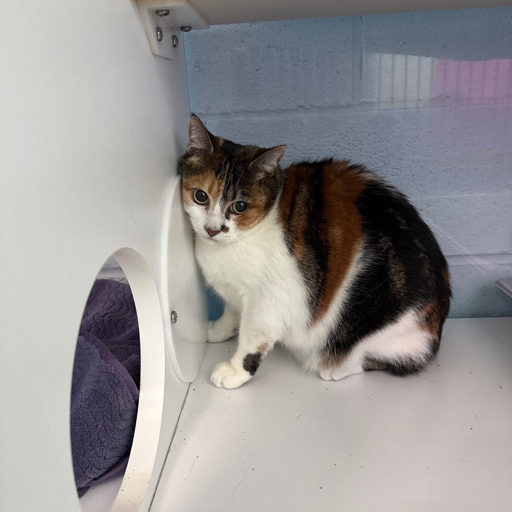 Kittybow, an adoptable Domestic Short Hair in Lakewood, CO, 80214 | Photo Image 2