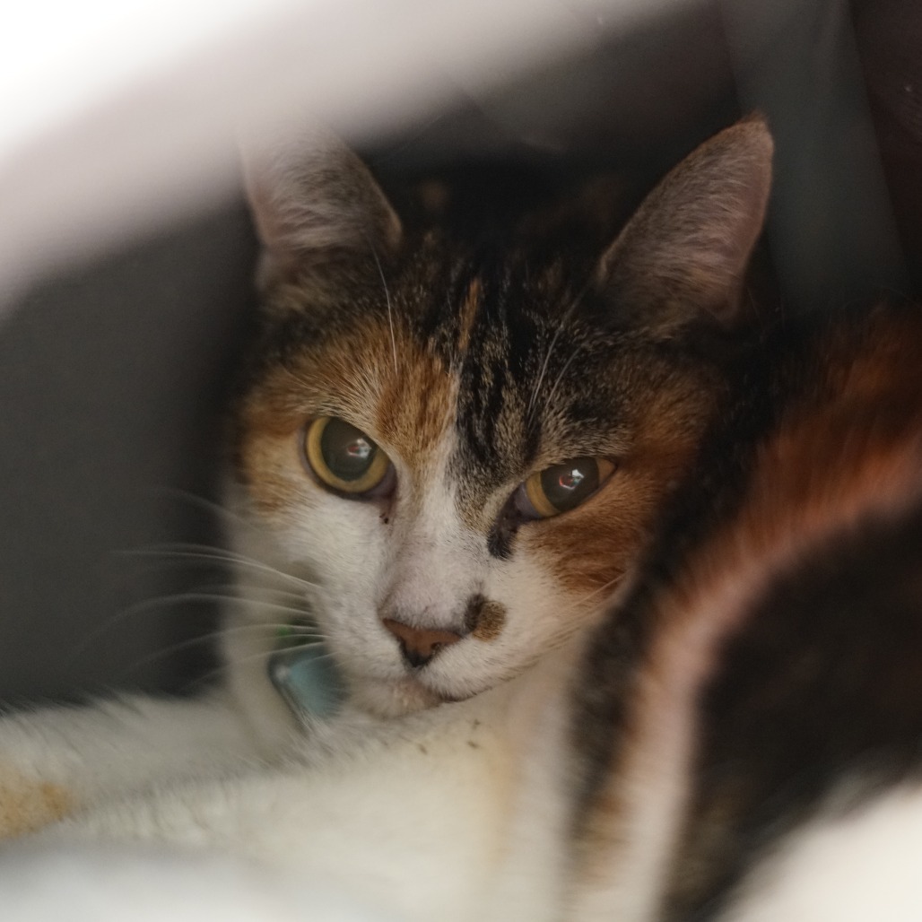 Kittybow, an adoptable Domestic Short Hair in Lakewood, CO, 80214 | Photo Image 3