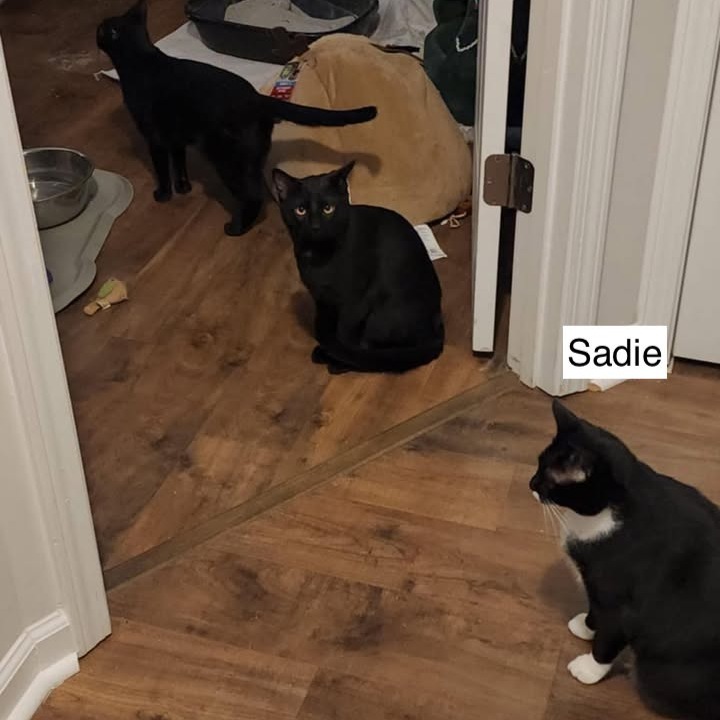 Sadie