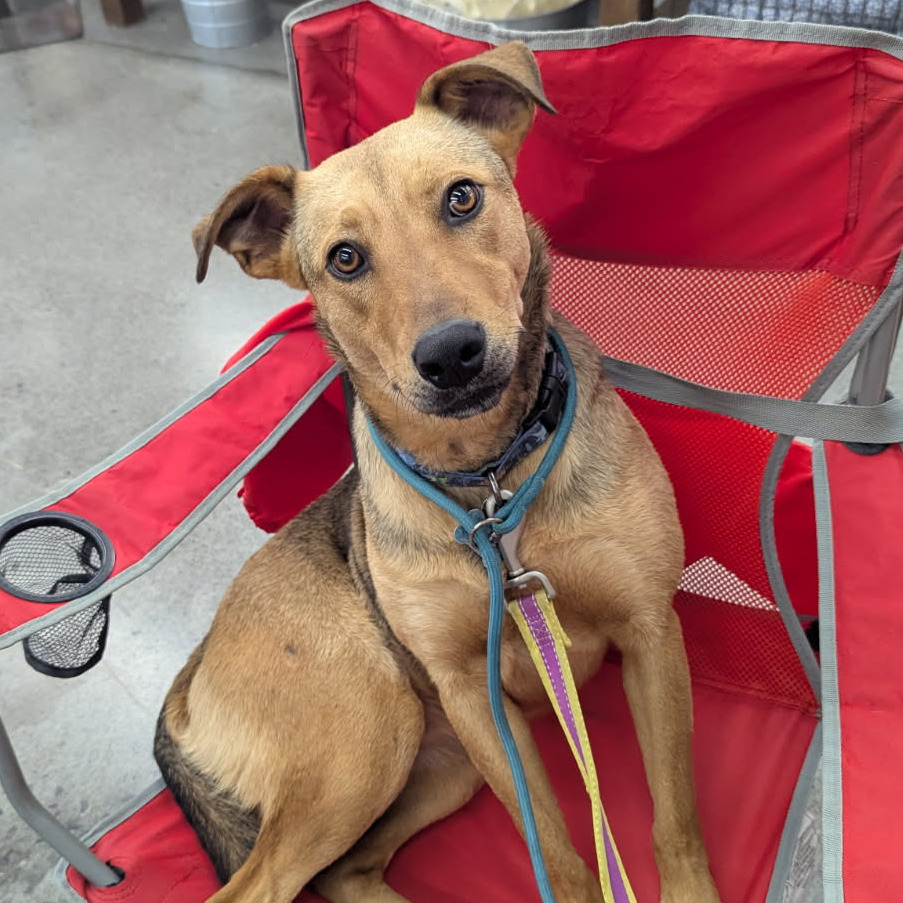 Sugar, an adoptable Mixed Breed in Volcano, HI, 96785 | Photo Image 1