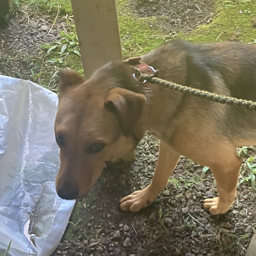 Sugar, an adoptable Mixed Breed in Volcano, HI, 96785 | Photo Image 2