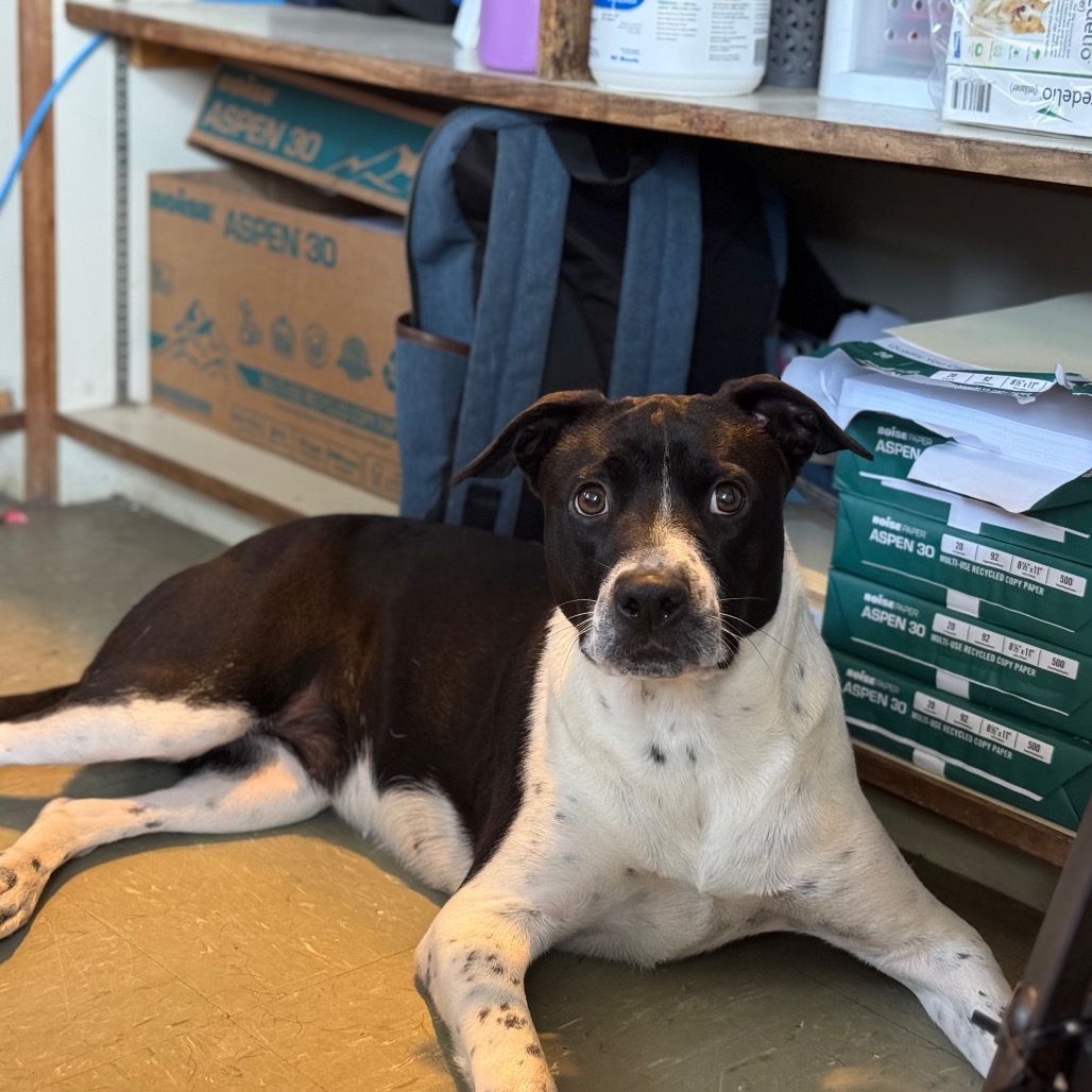 Dixie, an adoptable Mixed Breed in Volcano, HI, 96785 | Photo Image 1