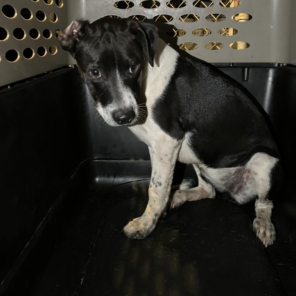 Dixie, an adoptable Mixed Breed in Volcano, HI, 96785 | Photo Image 2