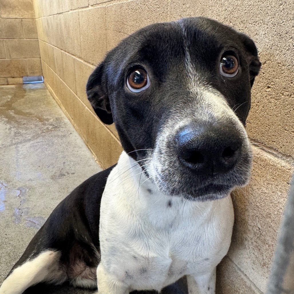 Dixie, an adoptable Mixed Breed in Volcano, HI, 96785 | Photo Image 3