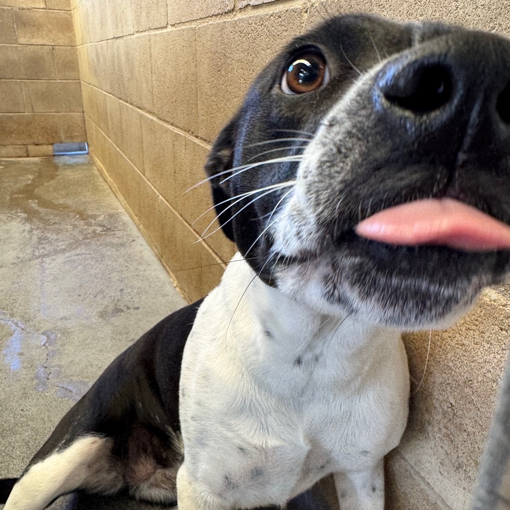 Dixie, an adoptable Mixed Breed in Volcano, HI, 96785 | Photo Image 4