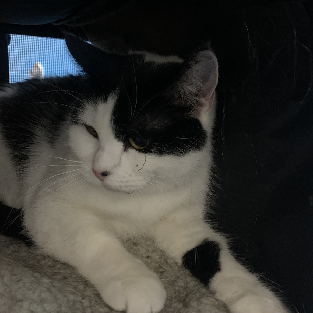 Mademoiselle Amlia Marceline Ariane Fleur