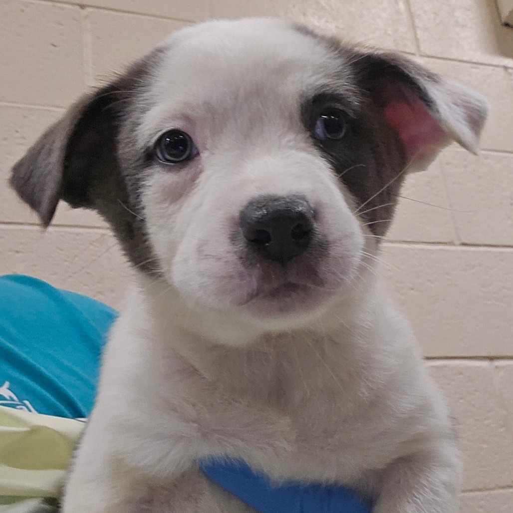 Wendys, an adoptable Mixed Breed in Las Cruces, NM, 88012 | Photo Image 1