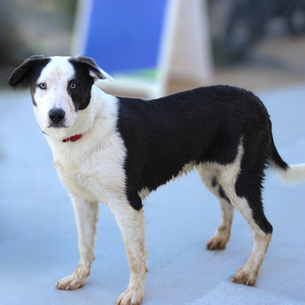 Wendys, an adoptable Mixed Breed in Las Cruces, NM, 88012 | Photo Image 1