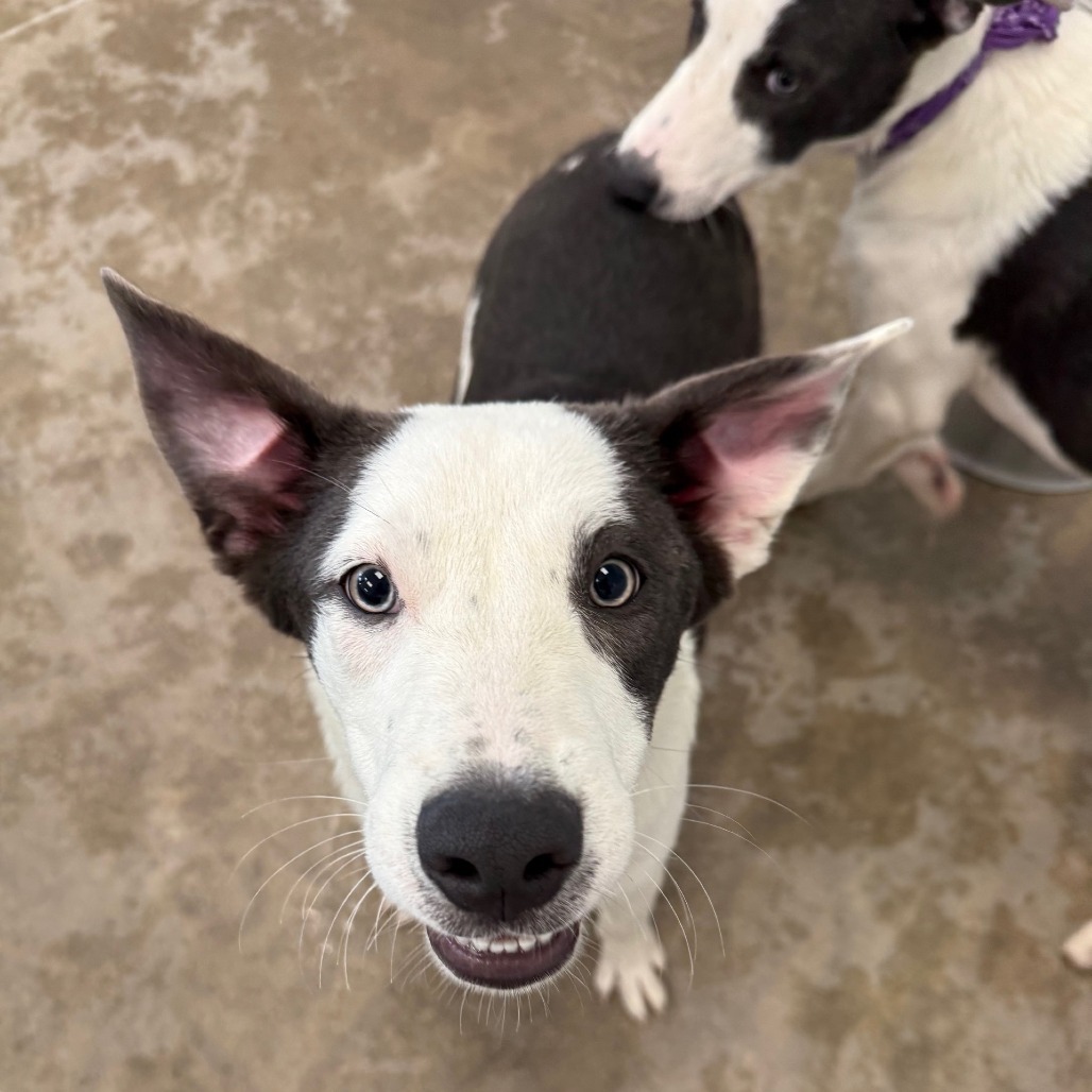 Wendys, an adoptable Mixed Breed in Las Cruces, NM, 88012 | Photo Image 2