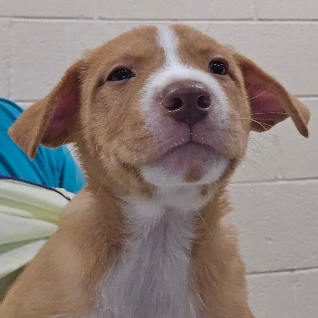 Whataburger, an adoptable Mixed Breed in Las Cruces, NM, 88012 | Photo Image 1