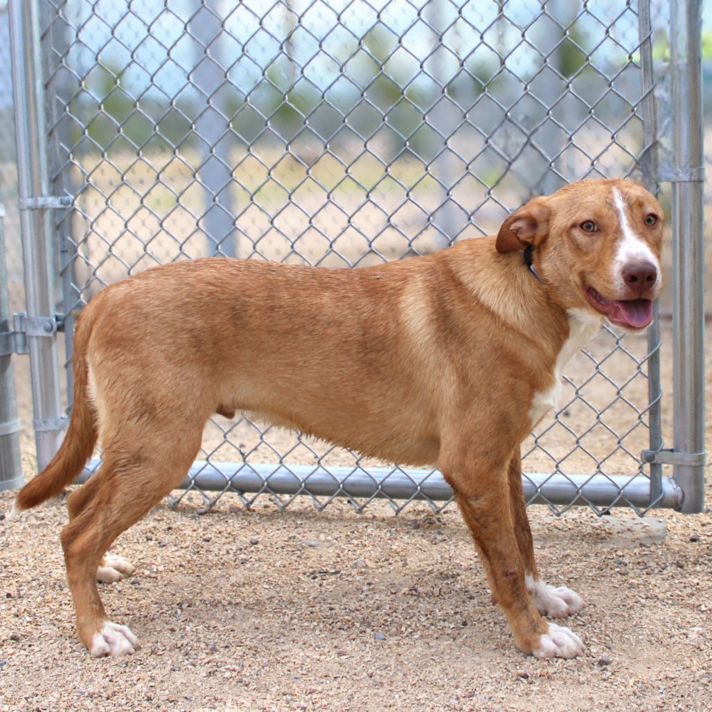 Whataburger, an adoptable Mixed Breed in Las Cruces, NM, 88012 | Photo Image 1