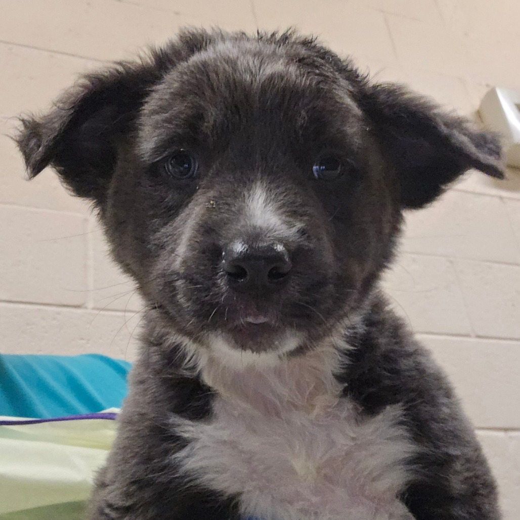 Taco Bell, an adoptable Mixed Breed in Las Cruces, NM, 88012 | Photo Image 1