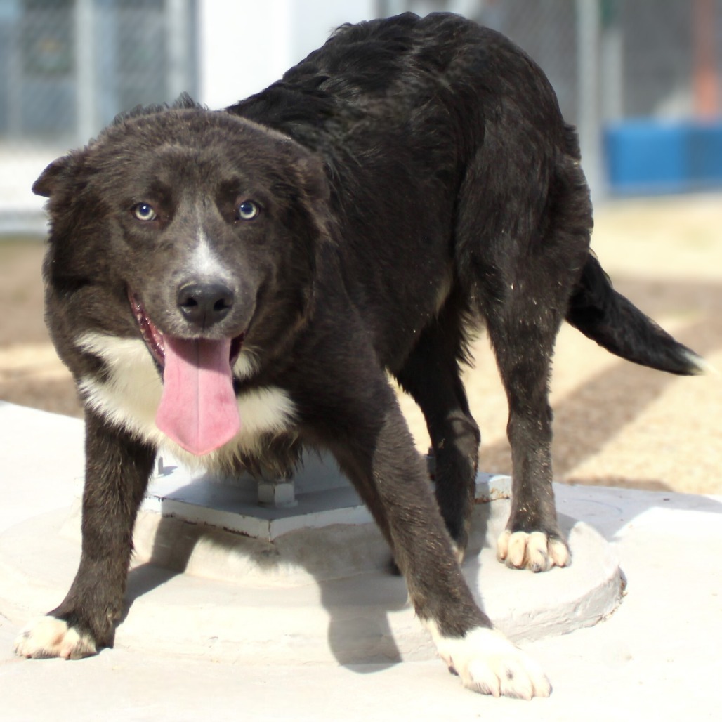 Taco Bell, an adoptable Mixed Breed in Las Cruces, NM, 88012 | Photo Image 1