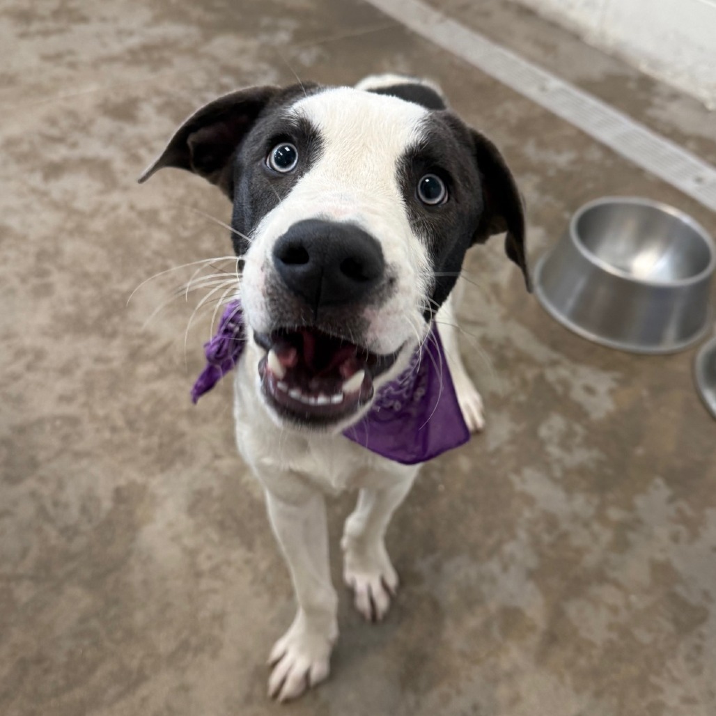 Freddys, an adoptable Mixed Breed in Las Cruces, NM, 88012 | Photo Image 1