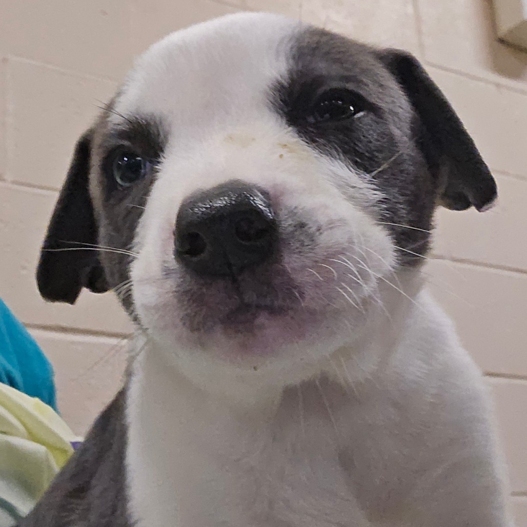 Freddys, an adoptable Mixed Breed in Las Cruces, NM, 88012 | Photo Image 2
