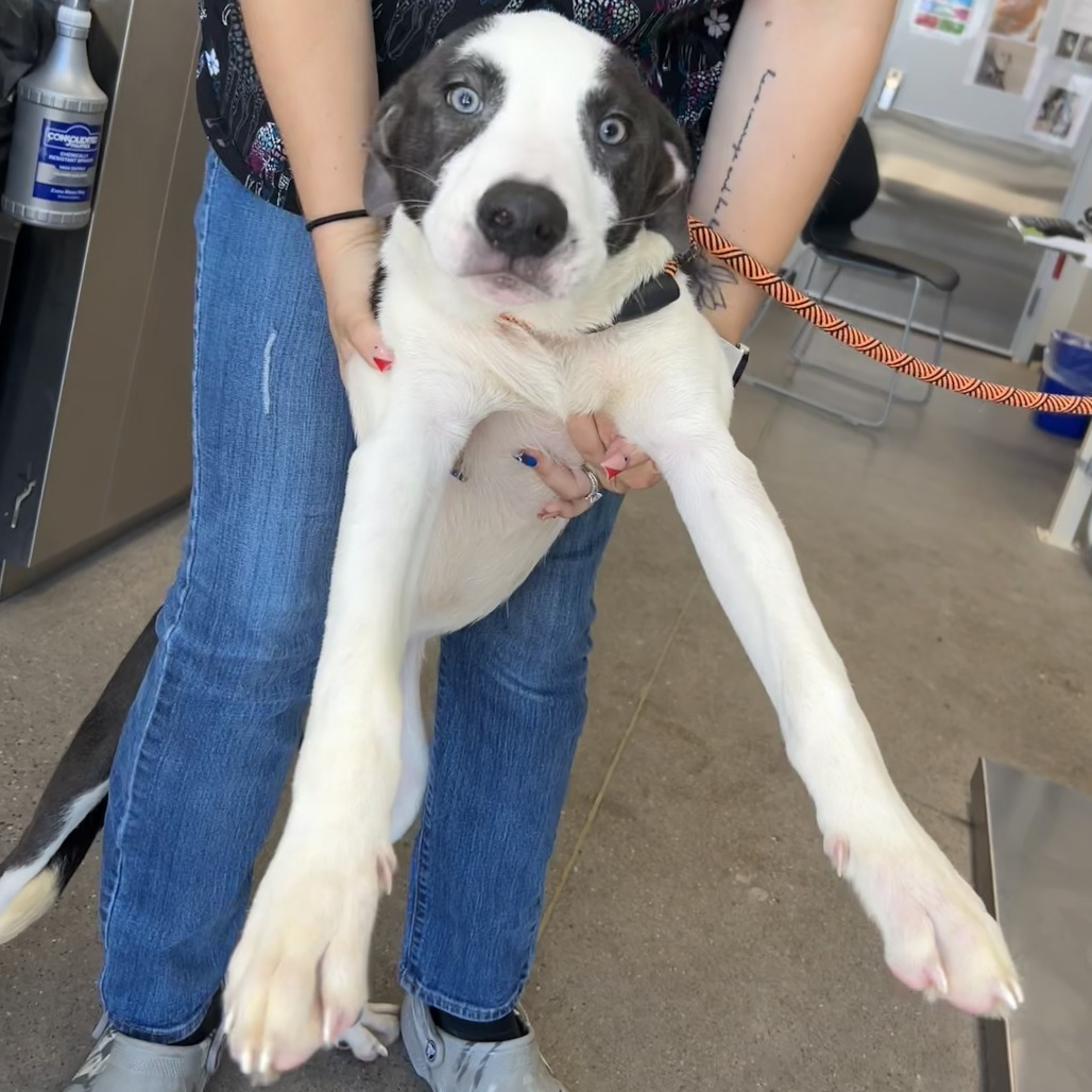 Freddys, an adoptable Mixed Breed in Las Cruces, NM, 88012 | Photo Image 3