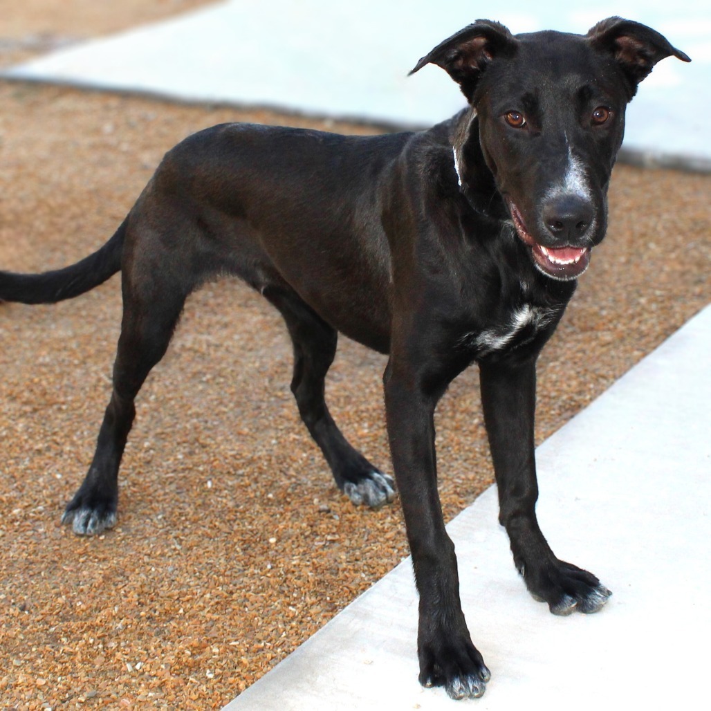 Cherry Pie, an adoptable Mixed Breed in Las Cruces, NM, 88012 | Photo Image 1
