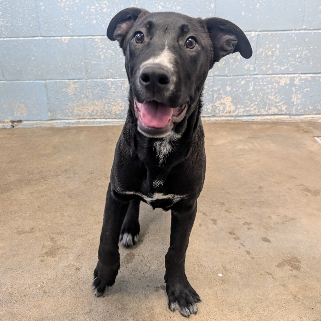 Cherry Pie, an adoptable Mixed Breed in Las Cruces, NM, 88012 | Photo Image 2