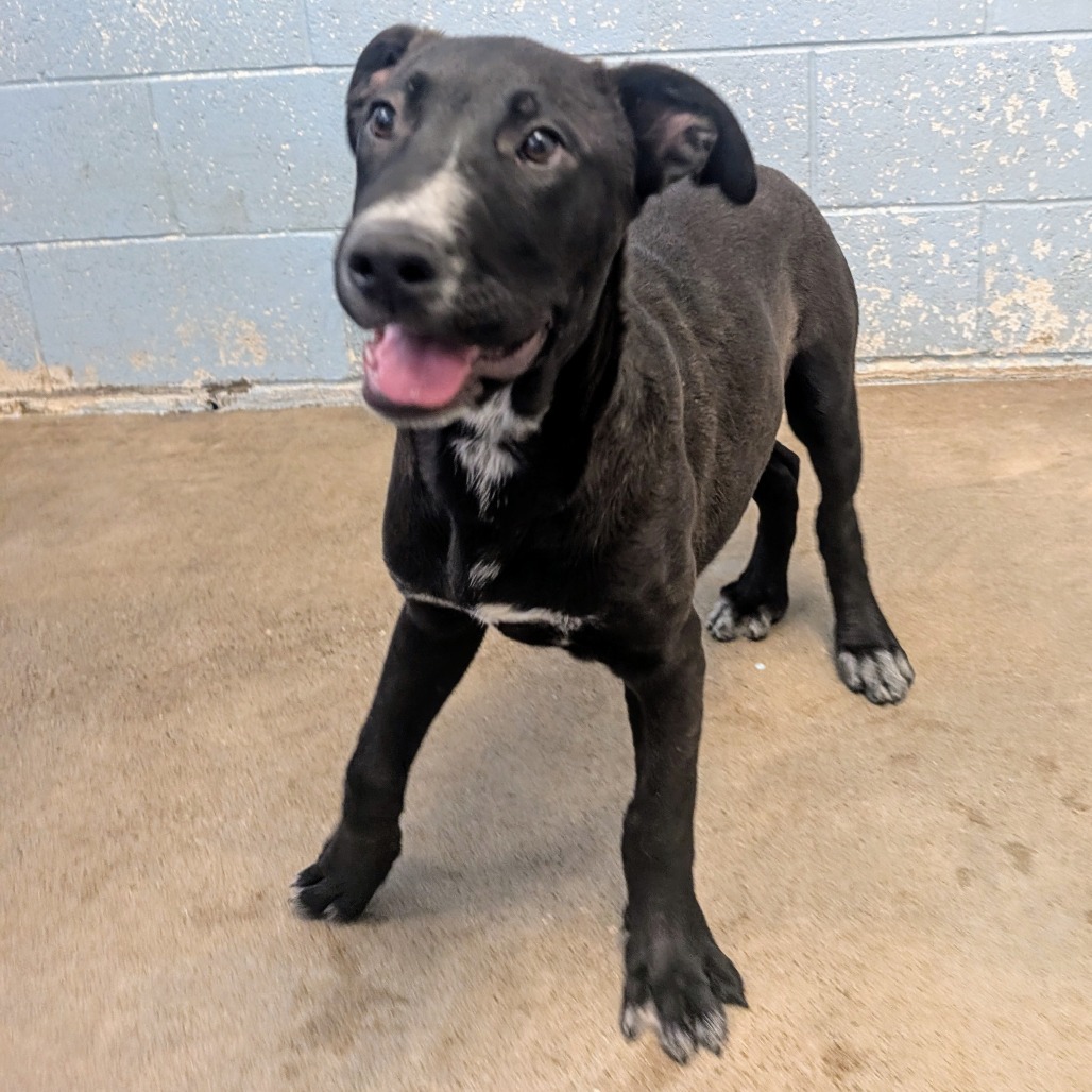 Cherry Pie, an adoptable Mixed Breed in Las Cruces, NM, 88012 | Photo Image 3
