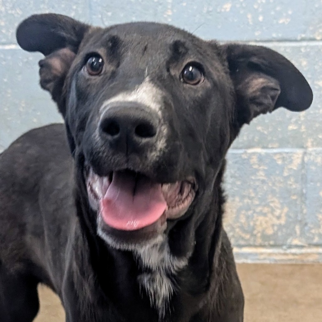 Cherry Pie, an adoptable Mixed Breed in Las Cruces, NM, 88012 | Photo Image 3