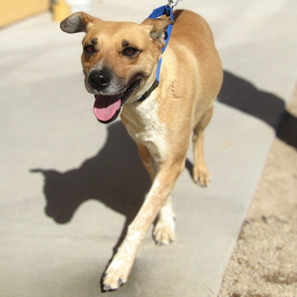 Wisteria, an adoptable Mixed Breed in Las Cruces, NM, 88012 | Photo Image 1
