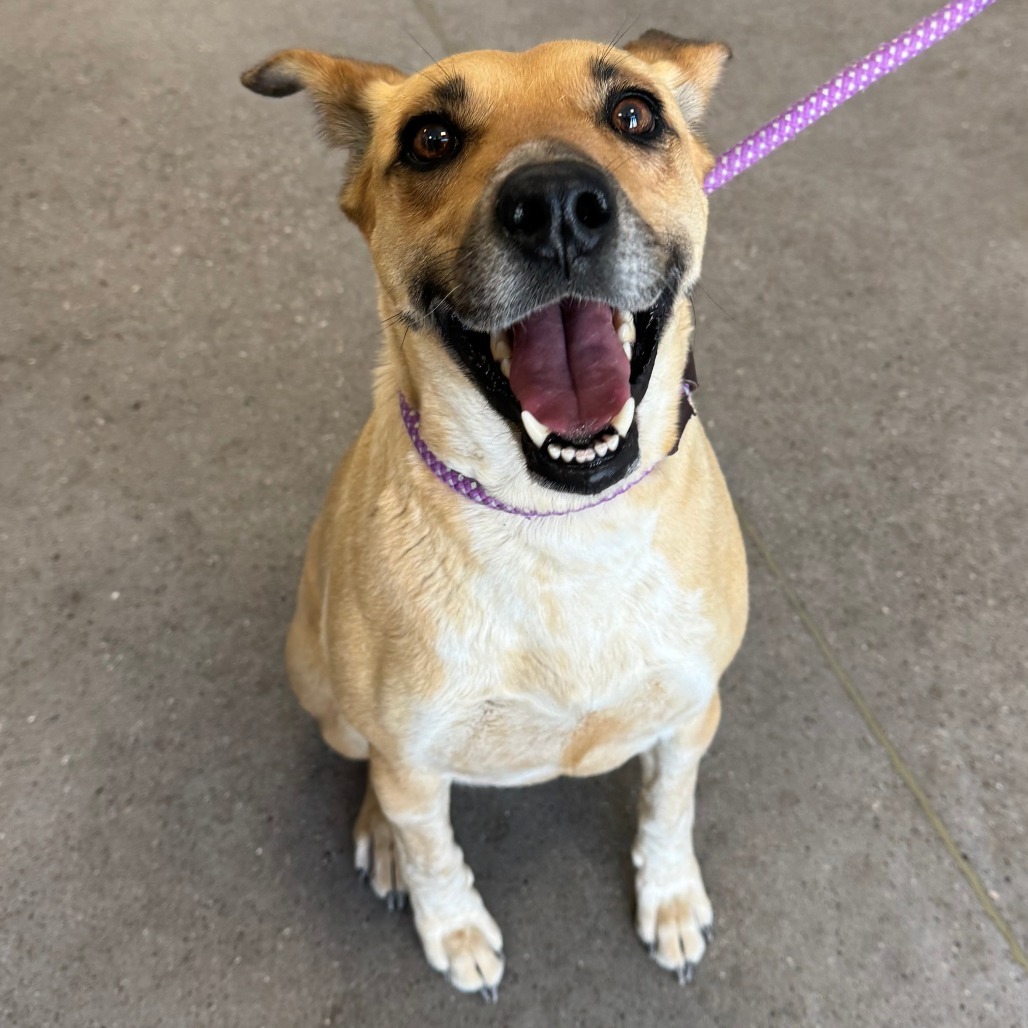Wisteria, an adoptable Mixed Breed in Las Cruces, NM, 88012 | Photo Image 2