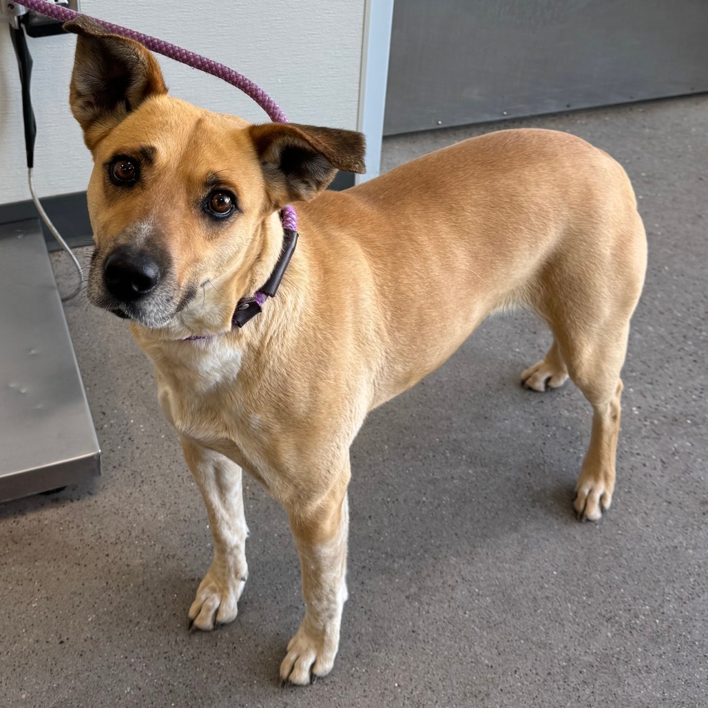 Wisteria, an adoptable Mixed Breed in Las Cruces, NM, 88012 | Photo Image 3
