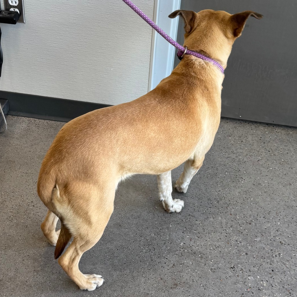 Wisteria, an adoptable Mixed Breed in Las Cruces, NM, 88012 | Photo Image 4
