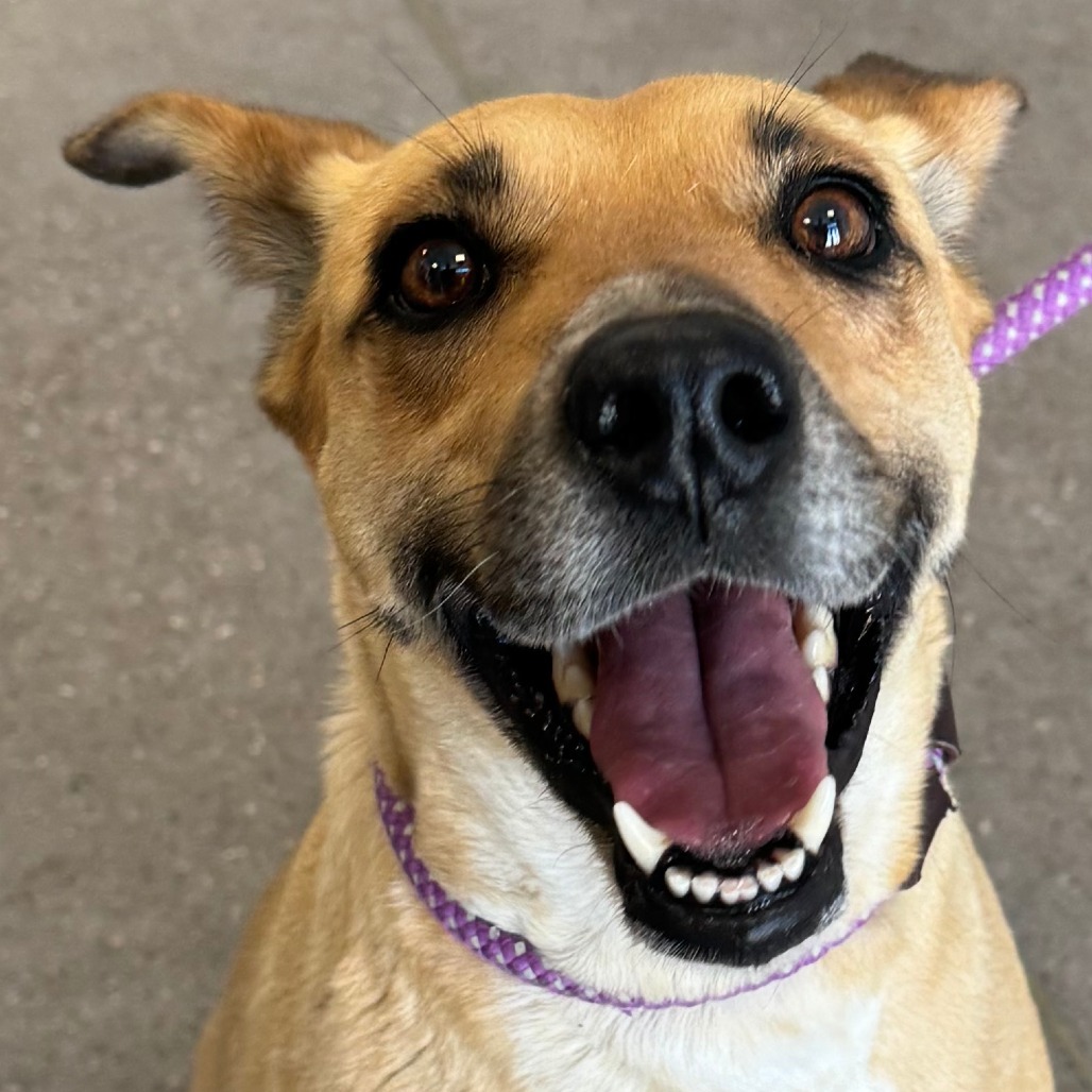 Wisteria, an adoptable Mixed Breed in Las Cruces, NM, 88012 | Photo Image 5