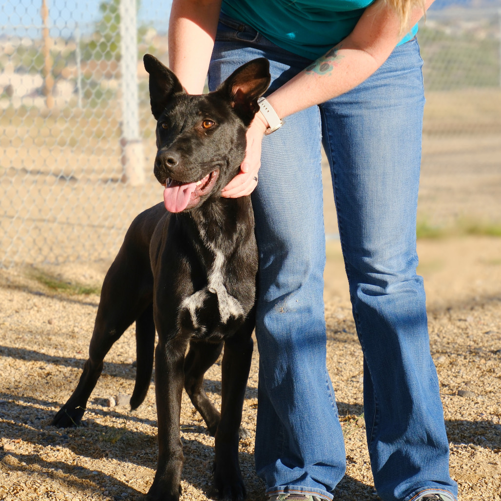 Blackberry Pie, an adoptable Mixed Breed in Las Cruces, NM, 88012 | Photo Image 1