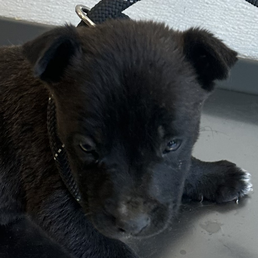 Blackberry Pie, an adoptable Mixed Breed in Las Cruces, NM, 88012 | Photo Image 2