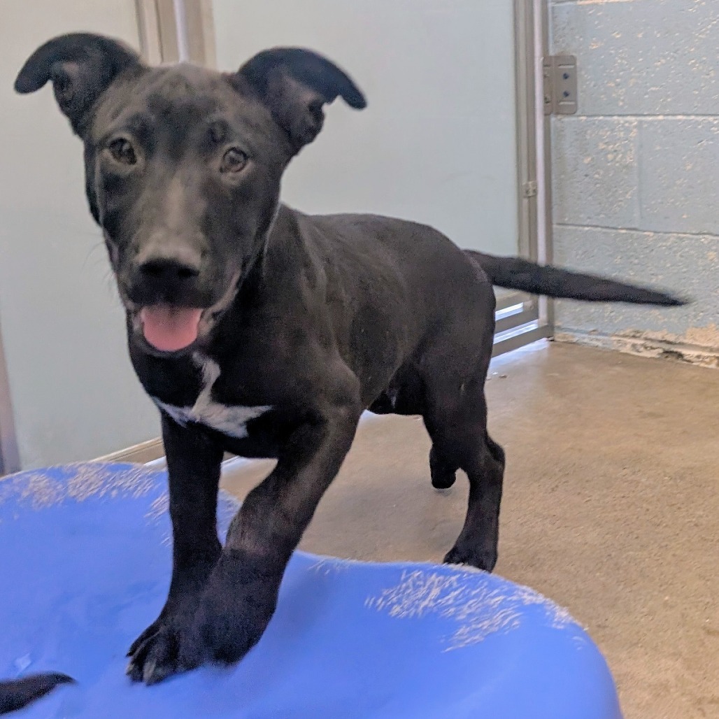 Blackberry Pie, an adoptable Mixed Breed in Las Cruces, NM, 88012 | Photo Image 2