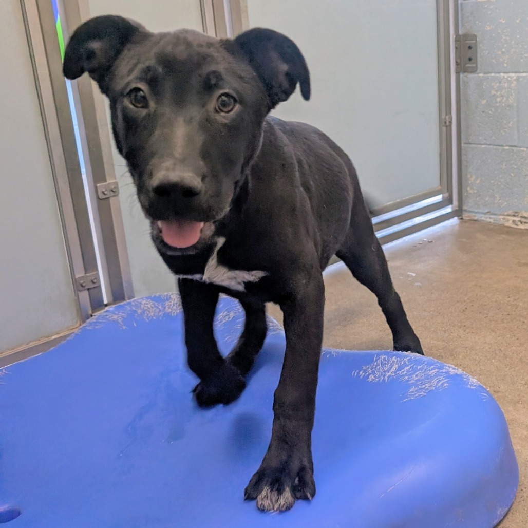 Blackberry Pie, an adoptable Mixed Breed in Las Cruces, NM, 88012 | Photo Image 4