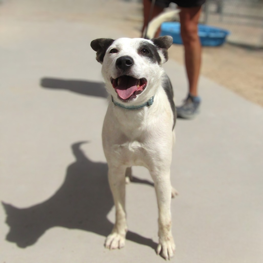 Ally, an adoptable Mixed Breed in Las Cruces, NM, 88012 | Photo Image 1