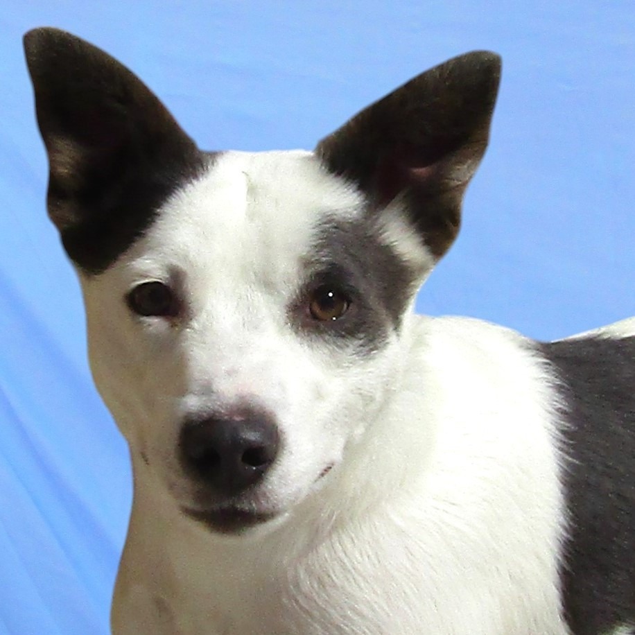 Ally, an adoptable Mixed Breed in Las Cruces, NM, 88012 | Photo Image 2