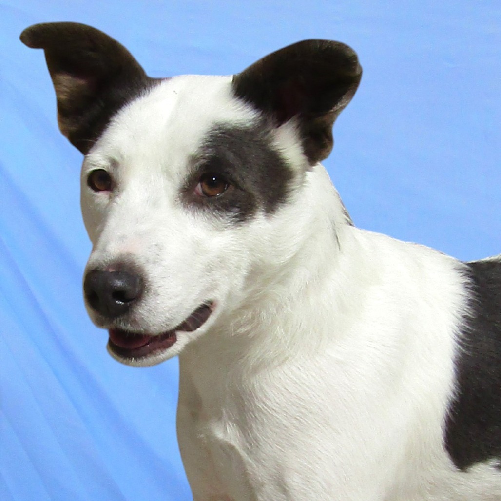 Ally, an adoptable Mixed Breed in Las Cruces, NM, 88012 | Photo Image 3