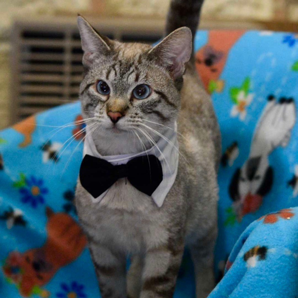 Gyoza, an adoptable Siamese in Park Falls, WI, 54552 | Photo Image 1