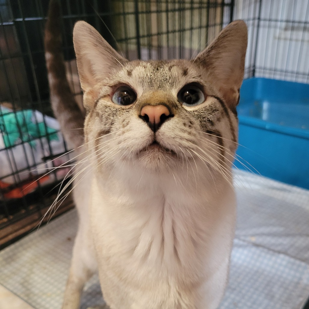 Gyoza, an adoptable Siamese in Park Falls, WI, 54552 | Photo Image 2